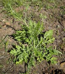 Image result for Parthenium