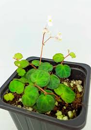 Image result for Loxodera bovonei