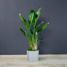 Image result for Strelitzia
