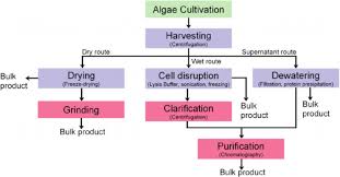 Downstream Processing Of Recombinant Proteins Extracted From