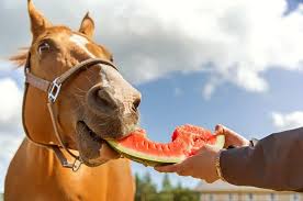 Horses have a rather complicated digestion system which has bacteria and microbial of its own. Healthy Treats For Horses 7 Homemade Recipes Horse Factbook