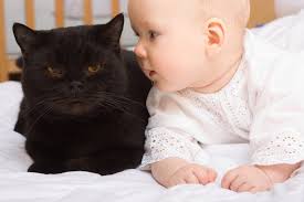 You may choose information you have an interest by categories too. Cats And Babies Aspca
