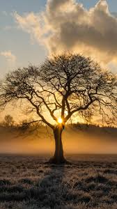 Choose from free christmas tree wallpaper to download for desktop and iphone. Sunrise In The Trees Wallpaper Iphone Android Desktop Backgrounds Tree Wallpaper Iphone Nature Wallpaper Trees Wallpaper