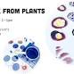 Make Ink from Plants