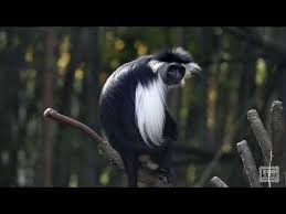 Image result for Monotes africanus