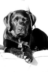 Black And White Labrador Black Labrador Retriever Black And White Dog Photography Dogsinblackandwhite Photography Dogphotography Dogs Puppy Labrador Labrador Retriever Black Labrador Retriever Labrador Retriever Dog