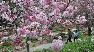 Balboa Park Beauty Cherry Trees At Near Full Bloom Times Of San Diego
