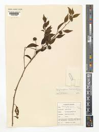 Image result for Blepharispermum