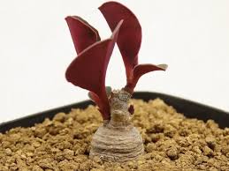 Image result for Monadenium pseudoracemosum