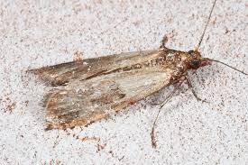 how to get rid of pantry moths the