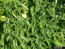 Check spelling or type a new query. Is Tomato Physiological Leaf Roll Dangerous How To Treat Physiological Leaf Curl In Tomatoes