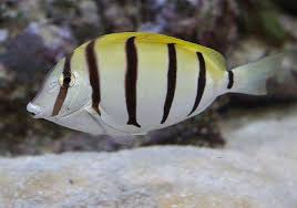 Black And White Striped Fish Convict Tang Coral Reef Animals Reef Safe Fish Sea Fish