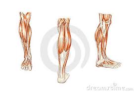 Learn more about the hardest working muscle in the body with this quick guide to the anatomy of the heart. Muscles Of The Leg Man S Anatomy