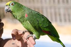 Pinning eyes, raised head/neck feathers, fanned tail feathers and broad stance, for example, indicates a highly excitable amazon parrot. Yellow Crowned Amazon Health Personality Sounds And Colors Petguide