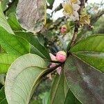 Image result for Bellucia