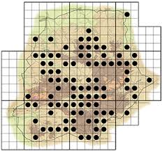 Image result for Terminalia brachystemma