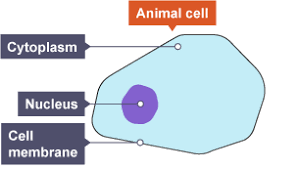 Maybe you would like to learn more about one of these? Animal Cell With Cytoplasm Nucleus And Cell Membrane Biology Diagrams Biology Revision Science Revision