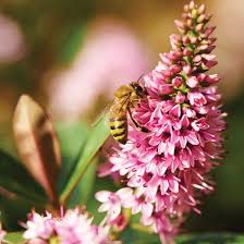 Gardening For Bees Gardening Mother Earth Living Bee Friendly Garden Bee Garden Design Bee Garden
