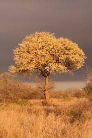 Image result for Acacia nigrescens