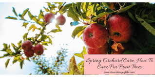 We did not find results for: Spring Orchard Care How To Care For Fruit Trees