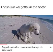 Pupper Can Do No Wrong Cute Funny Animals Funny Animal Memes Funny Animals