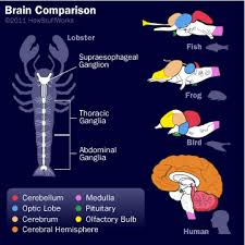 How Your Brain Works Brain Parts Brain Child Psychology