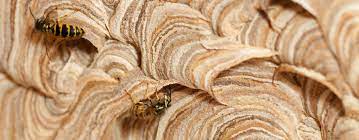 Get 24 hour pest control manchester & wasp nest removal service covering cheshire, bolton, oldham, stockport liverpool, warrington. Wasp Nest Removal Jg Pest Control