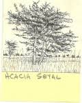 Image result for Acacia pilispina