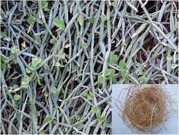 Image result for Cissus petiolata