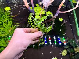 Image result for Crepidomanes