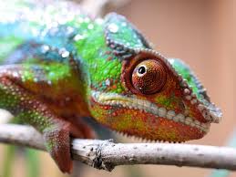 $ 29.99 'bunbun' flex case. Choosing A Starter Pet Chameleon By Type