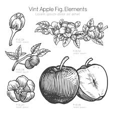 Download Hand Drawn Description Of Apple And Apple Flowers For Free Hand Drawn Flowers Apple Flowers How To Draw Hands