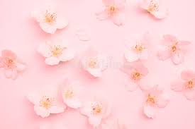 Pastel flower frame design resources · high quality aesthetic backgrounds and wallpapers, vector illustrations, photos, pngs, mockups, templates and art. Pink Spring Flowers On Pastel Background Top View Flat Lay Stock Image Image Of Blue Flora 135565213