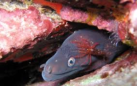 Moray provides pooling of postgresql connections (similar to pgbouncer). Moray Eel Institut Oceanographique Paul Ricard