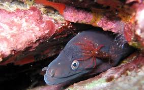 Any of numerous often brightly colored marine eels of the family muraenidae, having a large mouth with sharp teeth. Moray Eel Institut Oceanographique Paul Ricard