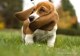 Basset Hound Puppy 3 Jpg Dachshund Welpen Mittelgrosse Hunde Welpenbilder
