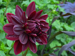 Some get very large, so look for shorter. Update Your Garden With Dark Dramatic Plants The Garden Glove