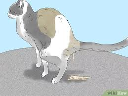 It's usually diarrhea that's a bit slimy looking with either a lot of blood or a little smear of blood. How To Treat A Cat With Bloody Diarrhea Wikihow