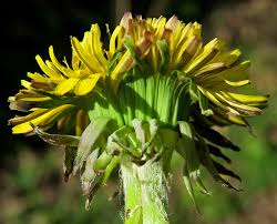 Image result for Taraxacum sp.