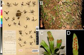 Image result for Grammitis cryptophlebia