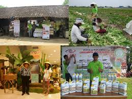 Obat Tanaman Padi Menguning Obat Tanaman Padi Daun Merah Obat Tanaman Padi Obat Menyuburkan Tanaman Padi Obat Penguat Tanaman Pad Pupuk Organik Tanaman Petani