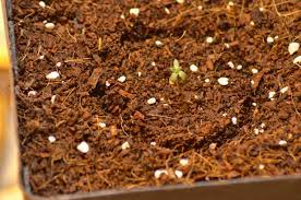 Las 6 mejores semillas de marihuana índicas para cultivar