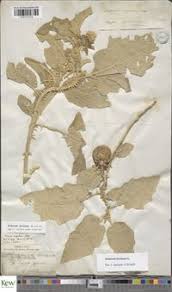 Image result for Solanum campylacanthum 'incanum type'