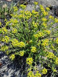 Image result for Cavacoa aurea