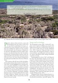 Image result for Striga linearifolia