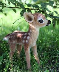 Pin By Nadja On Animals Cute Wild Animals Cute Baby Animals Baby Animals Super Cute