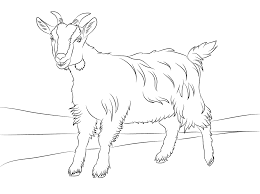 Healthy and strong and can be used to make products like yogurt and cheese. Free Printable Goat Coloring Pages For Kids Animal Coloring Pages Coloring Pages For Kids Cute Goats