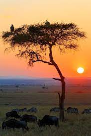 We have always run safari experiences based on bespoke, caring, meaningful, and considerate values. Savana No Quenia African Sunset Sunrise Scenery
