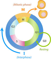 Write the letter of the. Cell Cycle Read Biology Ck 12 Foundation