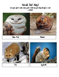 Hibernate Adapt Migrate Game Animal Adaptations Animals That Hibernate Adaptations